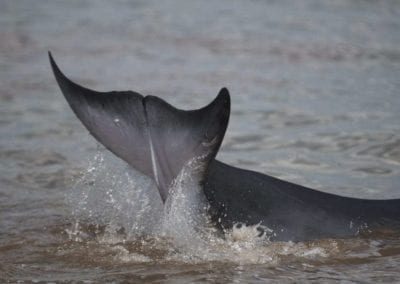 Minke Whale Strands itself in the Raritan Bay, South Amboy, NJ