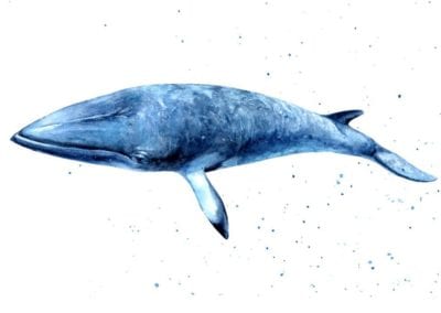 Minke whale watercolor hand-draw illustration