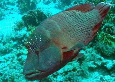 Napoleonfish The humphead wrasse, Cheilinus undulatus
