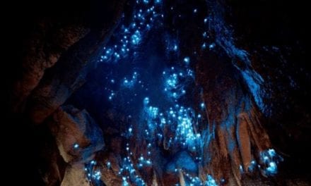 New Zealand Glow Worm