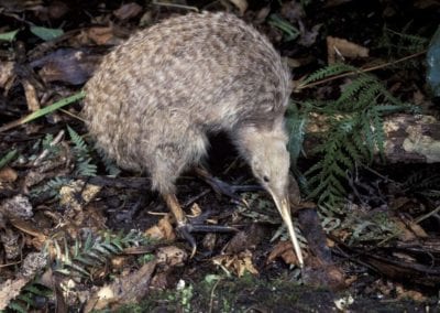 New Zealand, a little spotted kiwi