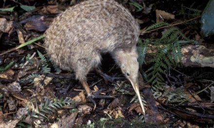 LITTLE SPOTTED KIWI