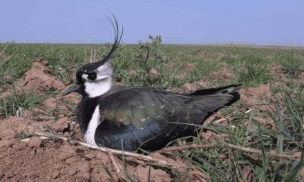 Northern Lapwing