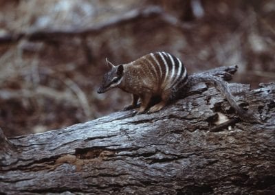 Numbat, Myrmecobius fasciatus, on log