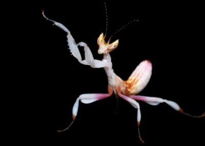 Orchid mantis dancing