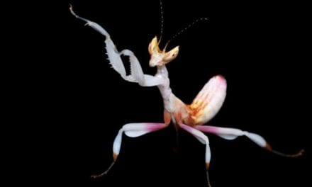 Orchid Mantis