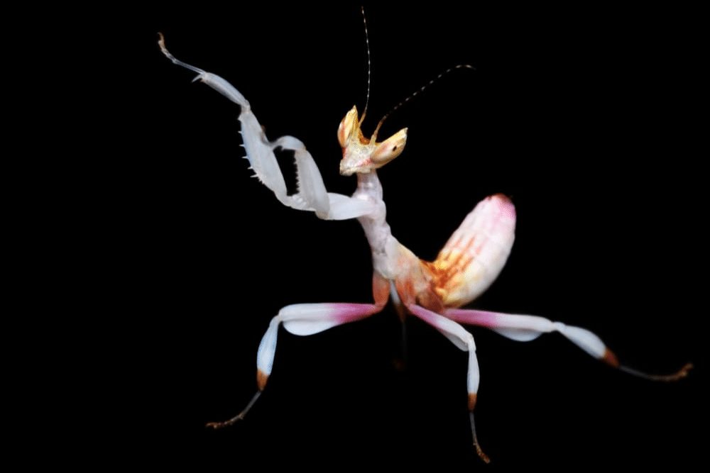 Orchid Mantis Facts Critterfacts