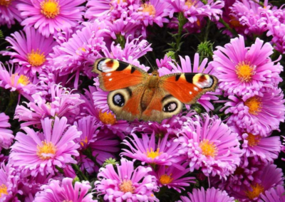 Peacock Butterfly on Asters