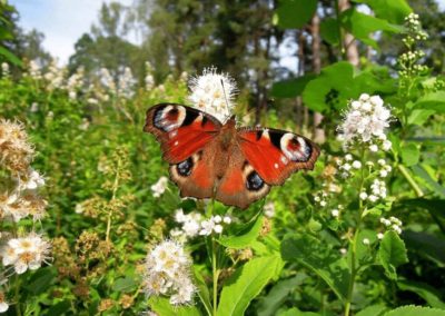 Peacock Butterfly on white flowers
