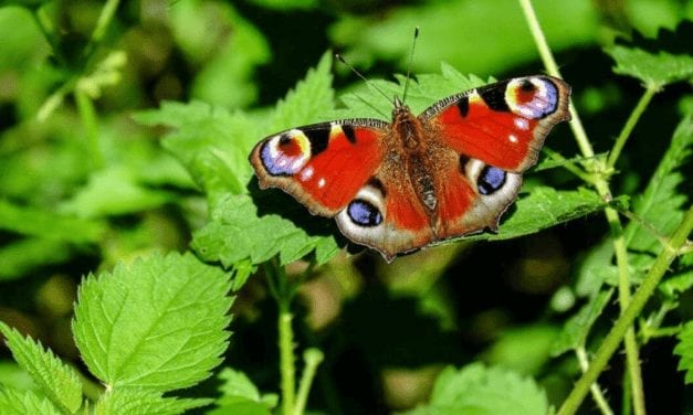 Peacock Butterfly