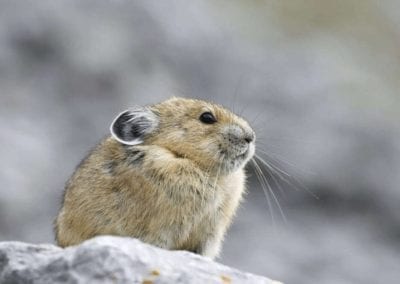 Pika on gray rock