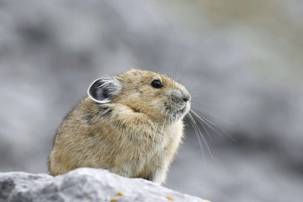 American Pika Facts | CRITTERFACTS