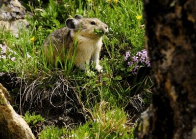 Pika with vegetation