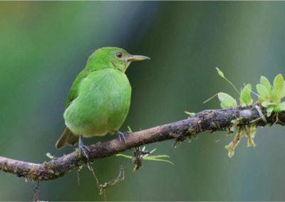 Portrait of Female Green Honeycreeper (Chlorophanes spiza) perched on small branch