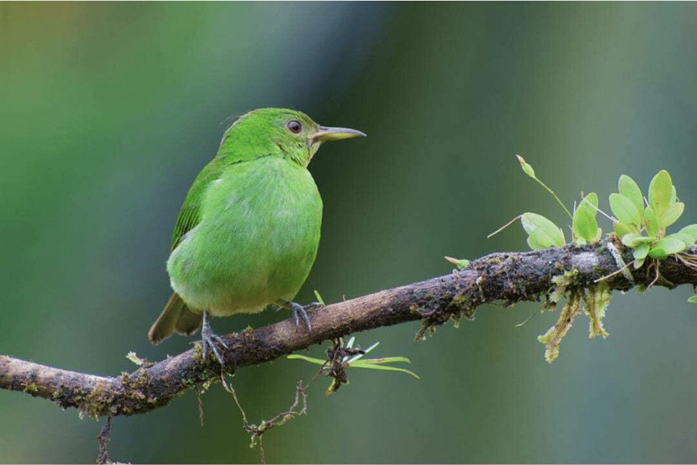 Green Honeycreeper Facts CRITTERFACTS green-honeycreeper-facts-critterfacts