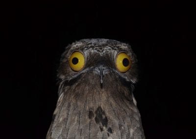 Potoo portrait