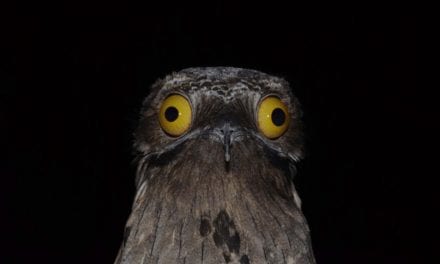 Potoo