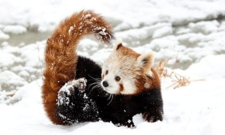 Red Panda