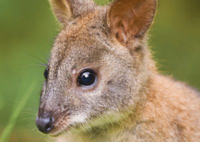 Red-necked Pademelon Thylogale thetis at Lamington National Park, Queensland, Australia