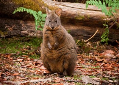Red-necked Pademelon standing in leaves
