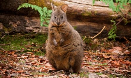 Red-necked Pademelon