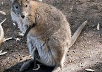 Red-necked Pademelon with joey tail