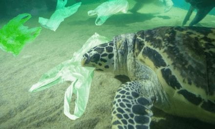 New study outlines how to repair the worlds oceans