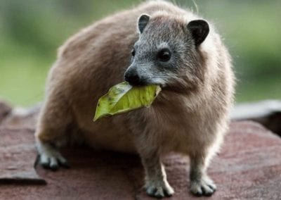 Rock Hyrax with leaf in mouth