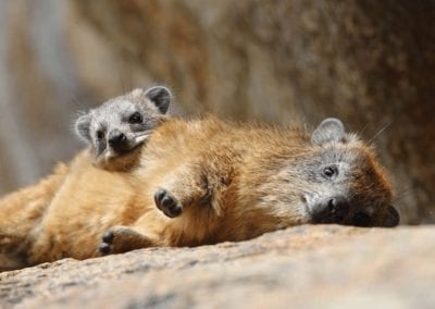 Rock hyrax laying together
