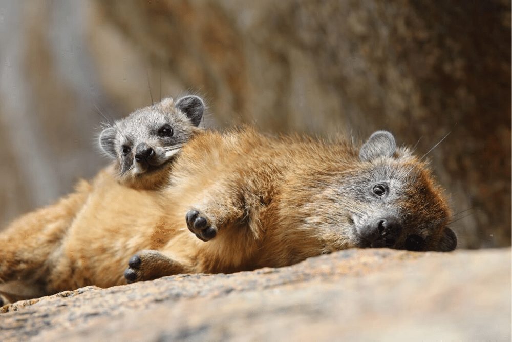 Rock Hyrax Facts | CRITTERFACTS