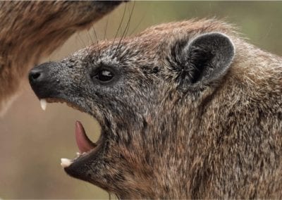 Rock hyrax male showing its tusks, Serengeti, Tanzania