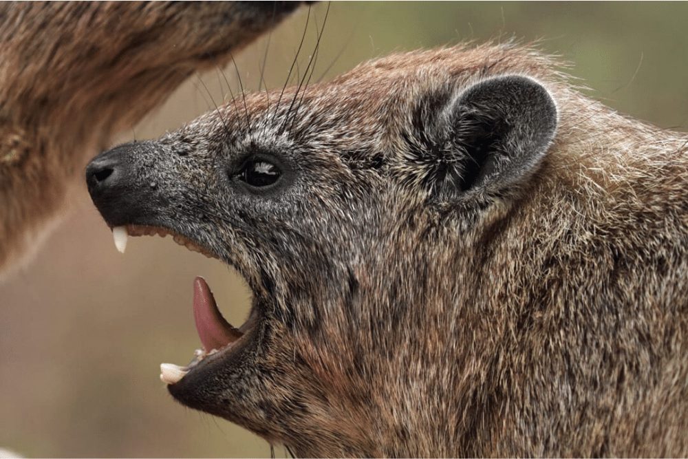 Rock Hyrax Facts | CRITTERFACTS