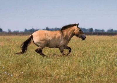 Przewalski’s Horse Facts - CRITTERFACTS