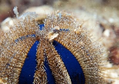 Sea urchin (Uni)