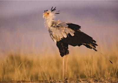 Secretary Bird, Sagittarius serpentarius, Masai Mara, Kenya