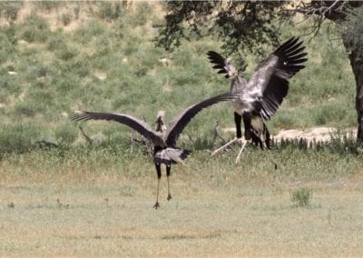 Secretary Birds interacting