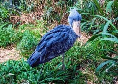 Shoebill or whalehead or shoe-billed stork (Balaeniceps Rex) in Prague zoo