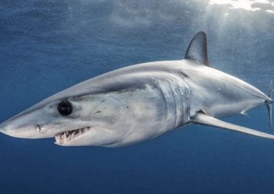 Short fin mako shark swimming just under the surface, offshore