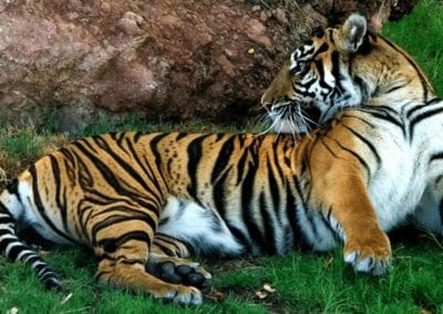 Siberian Tiger relaxing in grass