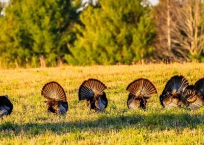 Six wild turkeys with their tail feathers spread and backs facing