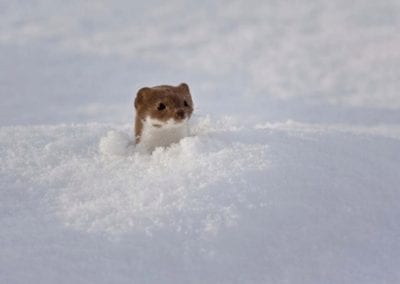 Snowy portrait of Least Weasel (Mustela nivalis) in winter