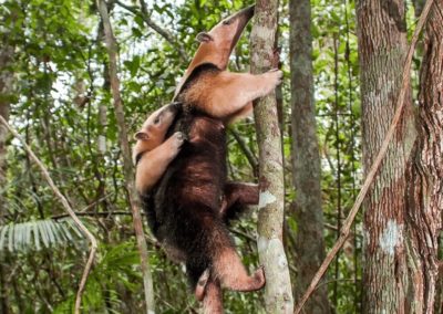 Southern Tamandua climbing up tree with baby