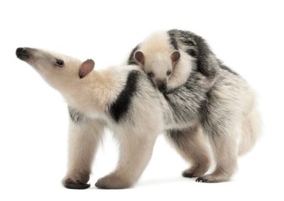 Southern Tamandua tetradactyla mother, 3 years old, and child