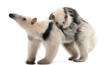 Southern Tamandua