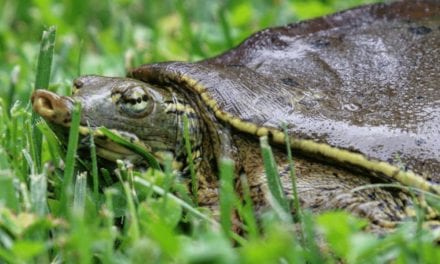 Spiny Softshell Turtle