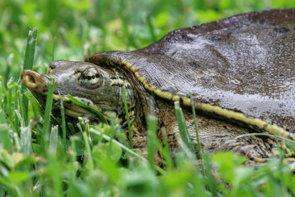 Spiny Softshell Turtle Facts Critterfacts 