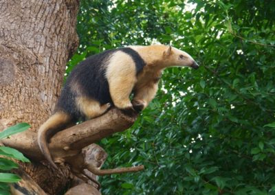 The southern tamandua on tree