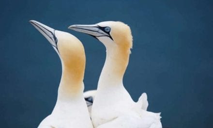 Northern Gannet