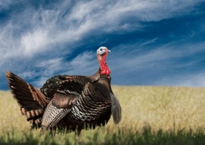 Tom turkey strutting looking for a mate in the spring
