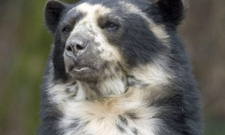 Spectacled Bear
